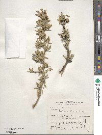 Prunus andersonii image