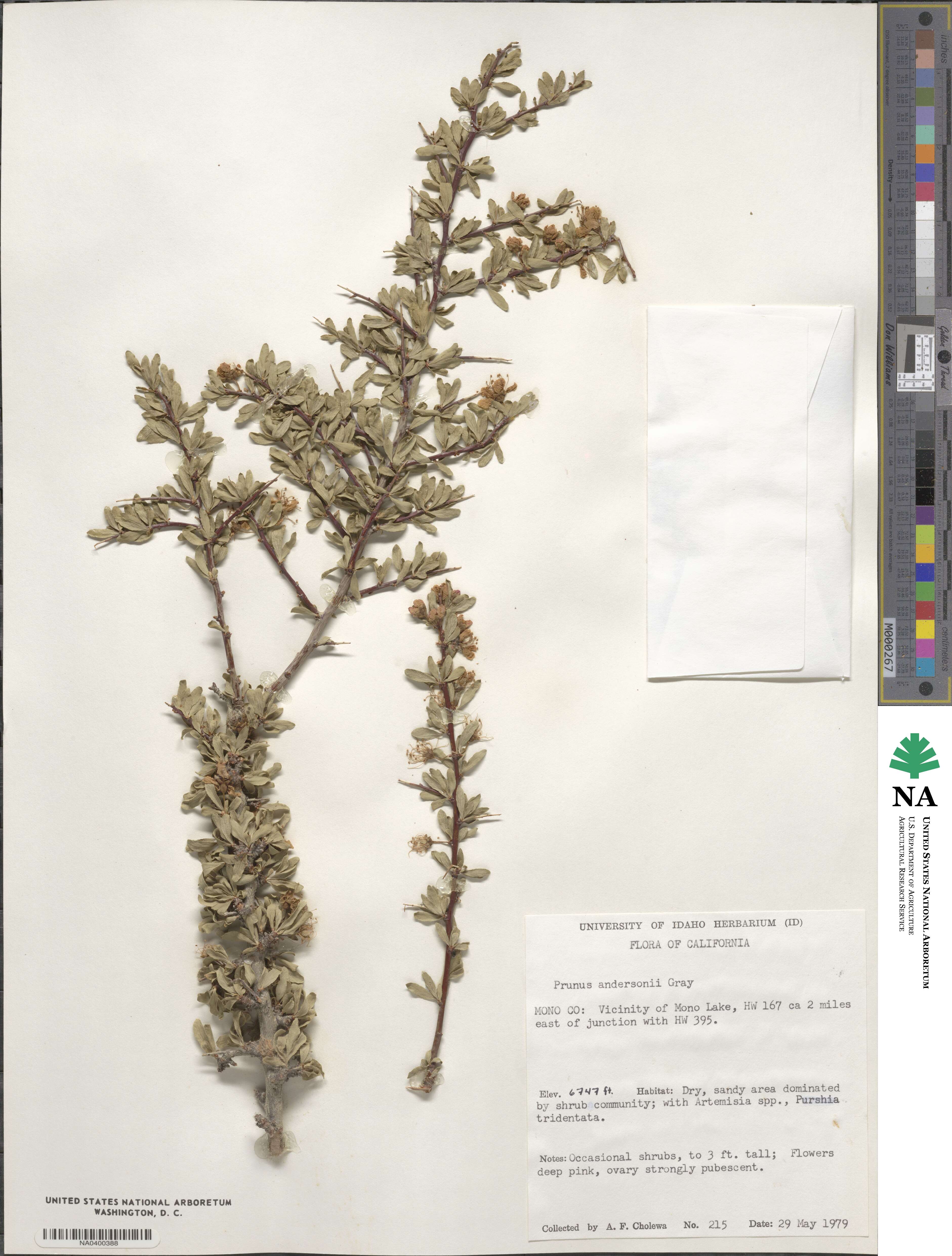 Prunus andersonii image