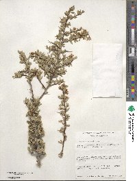 Prunus andersonii image