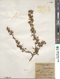 Prunus andersonii image