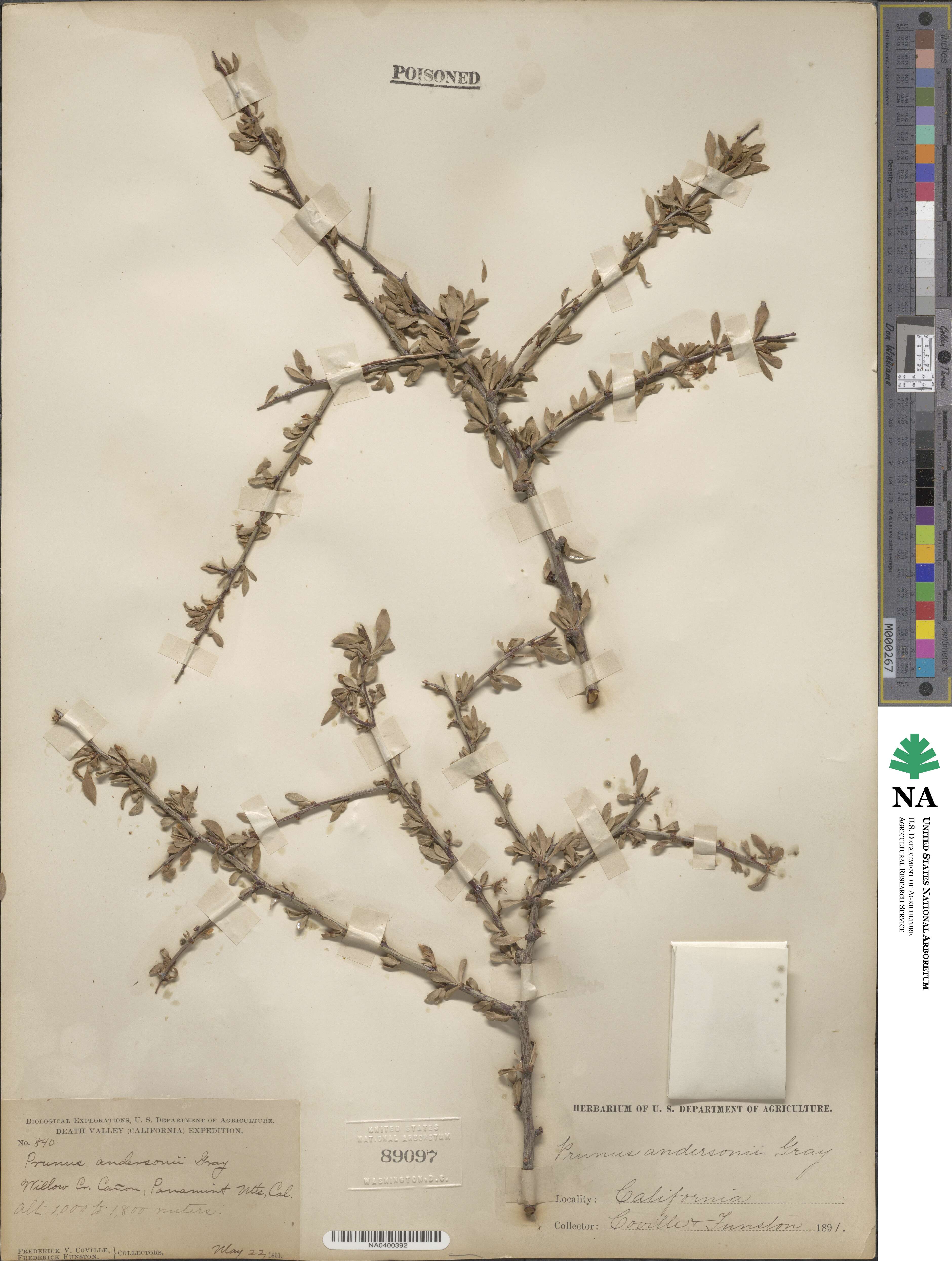 Prunus andersonii image