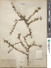 Prunus andersonii image