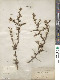 Prunus andersonii image