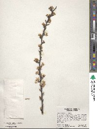 Prunus angustifolia image