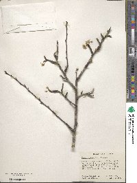 Prunus angustifolia image