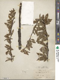 Prunus angustifolia image