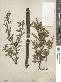 Prunus angustifolia image