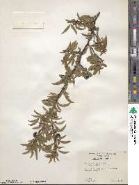 Prunus angustifolia image