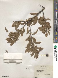 Prunus angustifolia image