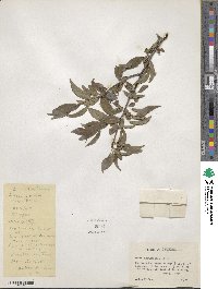 Prunus angustifolia image