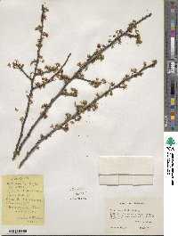 Prunus angustifolia image