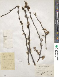 Prunus angustifolia image