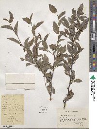 Prunus angustifolia image