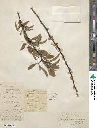 Prunus angustifolia image