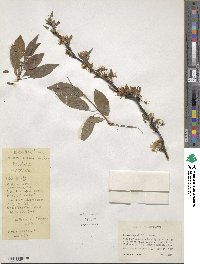 Prunus angustifolia image