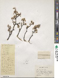 Prunus angustifolia image