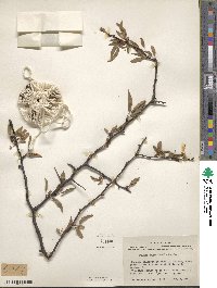 Prunus angustifolia image