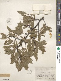 Prunus angustifolia image