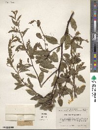 Prunus angustifolia image