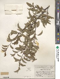 Prunus angustifolia image