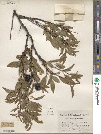 Prunus angustifolia image