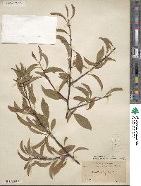 Prunus angustifolia image