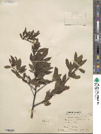 Prunus angustifolia image