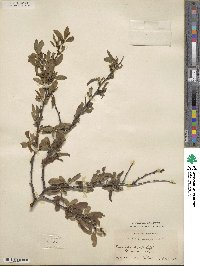 Prunus angustifolia image