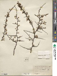 Prunus angustifolia image