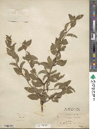 Prunus angustifolia image