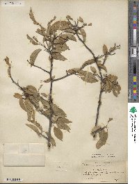 Prunus angustifolia image