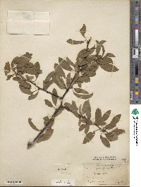 Prunus angustifolia image