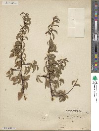 Prunus angustifolia image