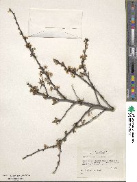 Prunus angustifolia image