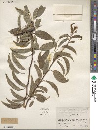 Prunus angustifolia image