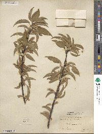 Prunus angustifolia image