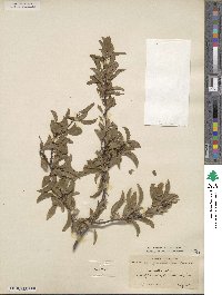 Prunus angustifolia image