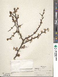 Prunus angustifolia image