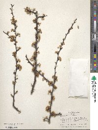 Prunus angustifolia image