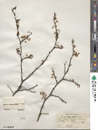 Prunus angustifolia image