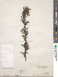 Prunus angustifolia image