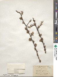 Prunus angustifolia image