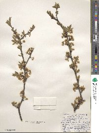 Prunus angustifolia image