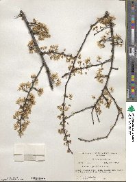 Prunus angustifolia image