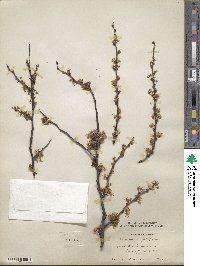 Prunus angustifolia image