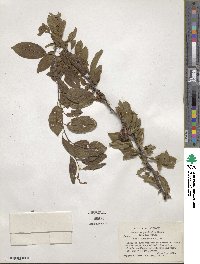 Prunus angustifolia image