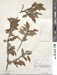 Prunus angustifolia image