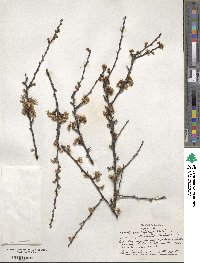 Prunus angustifolia image