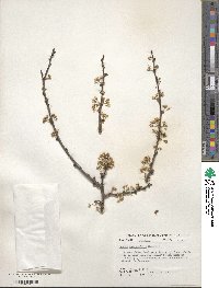 Prunus angustifolia image