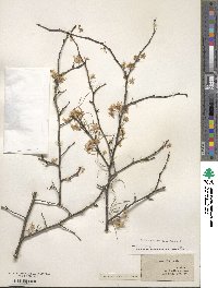 Prunus angustifolia image